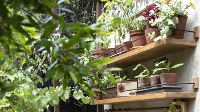 The Effortless July Garden Checklist: 5 Quick and Easy Jobs That Will Keep Your Garden Looking Its Best