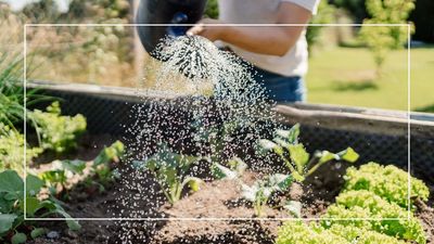 How well do you know your plant foods? This complete guide will help you choose the right one for your plants