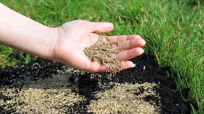 Why is my grass patchy after seeding? I asked the experts how to fix it