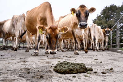 Marsden Point refinery’s secret plan to fuel Kiwi planes and ships with cow manure