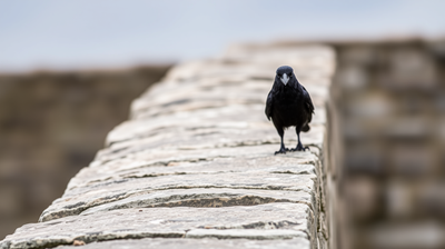 Animal Memory Research Is Overturning Everything We Thought We Knew About Cognition