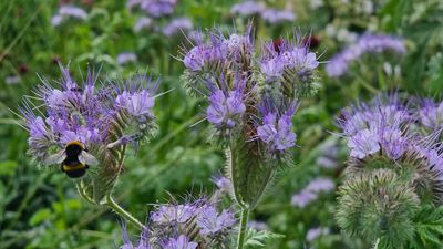 Country diary: Phacelia is the most useful plant – I always have a packet for my garden