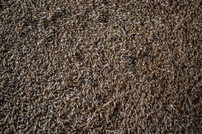 Wheat soars as Ukraine attacks on Russia seen as export risk