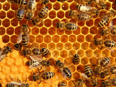 Scientists copy honeybees' technique! How nature's engineering secret helped create solar panels that are nearly 50% lighter than conventional designs