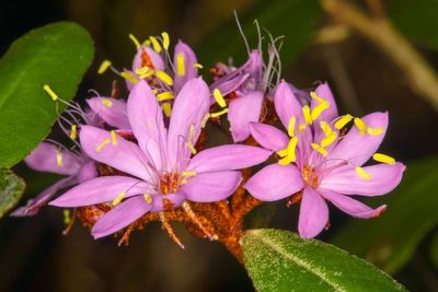 ‘Lovely shrub’ hiding in plain sight for over 100 years found to be new species