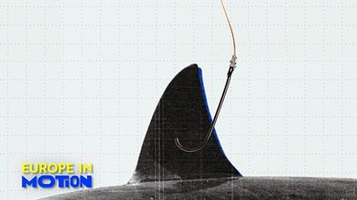 Shark fin trade declines in EU as Brussels mulls total ban