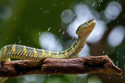 Why Snake Enter Home During Monsoon? Prevention & Expert Safety Tips