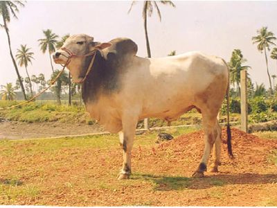 SC stays Madras HC order directing Tamil Nadu govt to ensure ban on cow slaughter