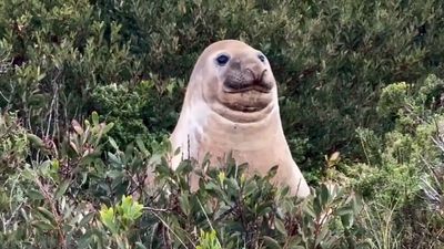 Neil the Seal has returned to the ocean, but scientists are now worried about what’s next, given his huge size and chaotic behavior