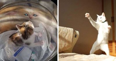 31 Animal Photos Shared By This Page That Are Equal Parts Adorable and Absurd