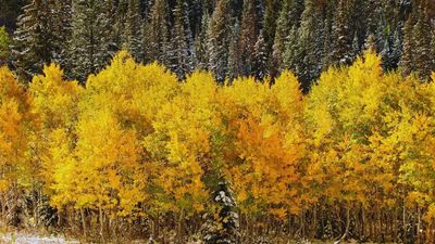 40 times heavier & thousand times larger than a blue whale: Meet Pando, the world's biggest living organism