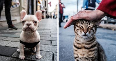 34 Charming Moments Of Human-Animal Interactions Captured Across Istanbul By This Street Photographer