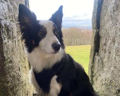 The pet I’ll never forget: Daisy the border collie, who swapped farm life for yoga and modelling