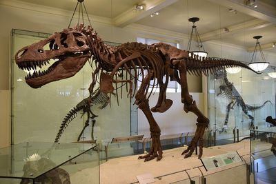 Billionaires Race To Buy $30M T. Rex Fossil for Their Collections; Scientists Fear Losing Access to History