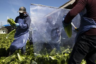 CDC Confirms 843 Cyclospora Cases Across 31 States as Michigan Outbreak Surpasses 1,500 Reports