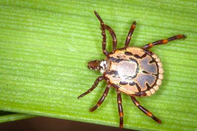A South African tick is moving into new areas, and climate models warn that central and eastern regions could face higher disease risk by 2065