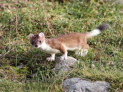 Snow loss in the Italian Alps could shrink the stoat’s habitat by 36%, and scientists say its main prey may shift uphill at a different rate