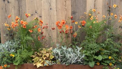 7 Flowers to Instantly Revive Your Summer Containers – And Keep Your Patio Bursting With Color for Months