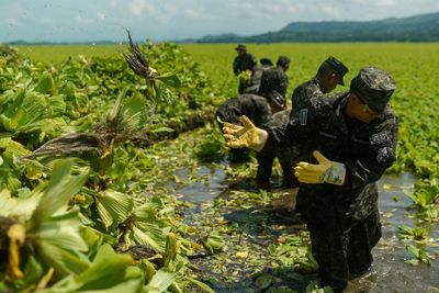 First came the dead fish, then invasive plants. A year later and Lake Suchitlán’s pollution remains a mystery