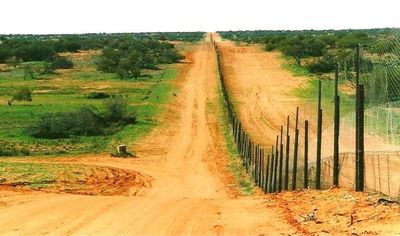 Australia's 5,600-kilometre dingo fence was built to protect sheep, but after more than a century, researchers found the predator barrier had transformed entire ecosystems on opposite sides of the fence