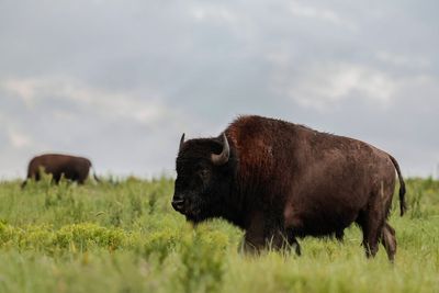 Tourist gets tossed eight feet in the air by charging Bison in Yellowstone