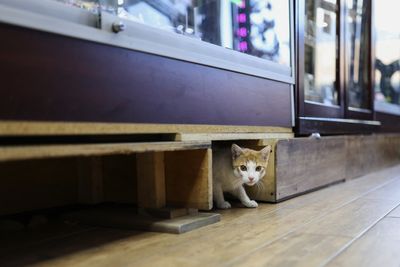 More Than Half of New York City's Free-Roaming Cats Carry Parasites That Can Spread to People, Study Finds