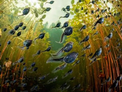 450-million-year fossil record reveals warming seas are shrinking marine animals again, scientists sound alarm