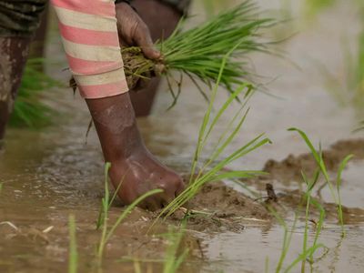 Area sown to kharif crops remains 16% on weak monsoon; paddy, pulses acreage down: Agriculture Ministry