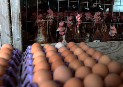 H5N1 Bird Flu Returned to Utah Commercial Egg Operations Last Week, Wiping Out 1.2 Million Hens