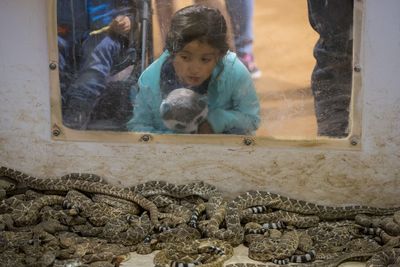 The Myth That Baby Rattlesnakes Are More Dangerous Than Adults Has Been Formally Debunked