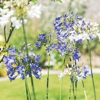 4 essentials every drought-tolerant garden has – they're key to helping your garden to thrive in hot weather with as little watering as possible