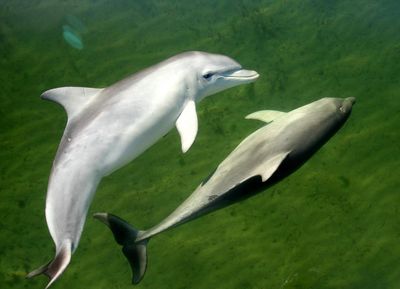Dolphin deaths in South Australia spike after algal bloom decimates food sources