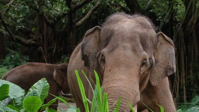 Man moved his family to escape a rogue elephant that killed his parents. 14 years later, the same elephant broke into his new home
