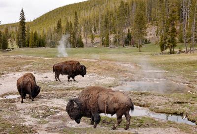 Man tossed into the air by ‘agitated’ bull bison was visiting Yellowstone with grandson
