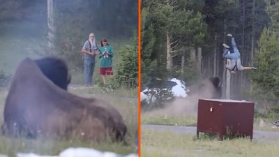 ‘You’re probably still too close’: Yellowstone tourist thought he was far away from an agitated bison that entered a campsite, then it charged