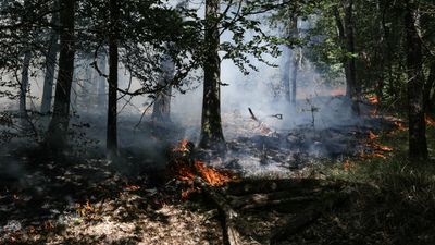 Fontainebleau forest could take decades to recover after wildfire, expert says