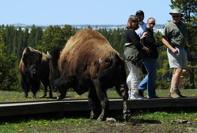 Yellowstone Bison Gores Tourist: Understanding the Medical Risks of Wildlife Attacks and Emergency Treatment