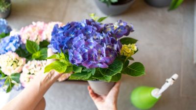 Hydrangea help? 4 key steps that turned my potted hydrangea from grumpy to green again