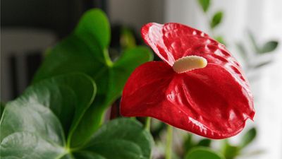 Forget Fussy Orchids – This Bold Flowering Houseplant Blooms for Months and Is Much Easier to Grow