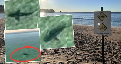 Second day of sharks off South Coast as swimmers ignore warnings