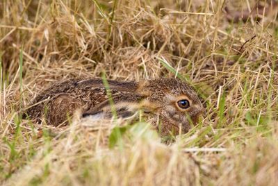 Country diary: Spot the young hare – they know how to make it hard