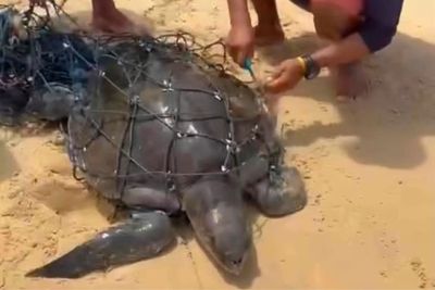 Entangled sea turtle rescued from fishing net