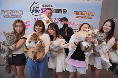 Hong Kongers spend record B8,500 per month on cats as 'silver' feline market grows