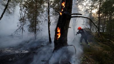 More than 2,000 hectares of Fontainebleau forest near Paris destroyed by wildfires