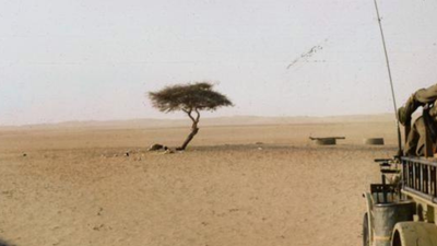 The world's loneliest tree had no other tree within 400 km across the Sahara Desert and roots over 30 metres deep to reach hidden groundwater, then one drunk truck driver knocked it down after 300 years of survival