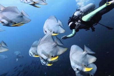 Koh Tao delights divers with whale shark, batfish sightings