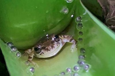 The frog bacterium with secret power to wipe out tumours