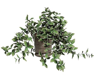 Houseplant hacks: should I pinch out trailing plants for bushier growth?