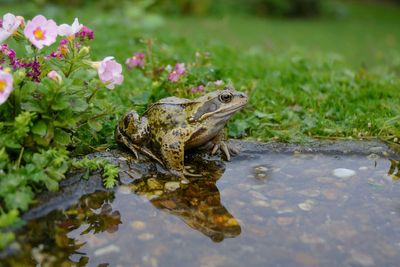 Could frog gut bacterium be the key to fighting bowel cancer?