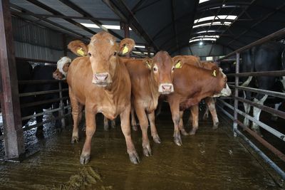 Man dies in cattle incident at National Trust estate in Norfolk